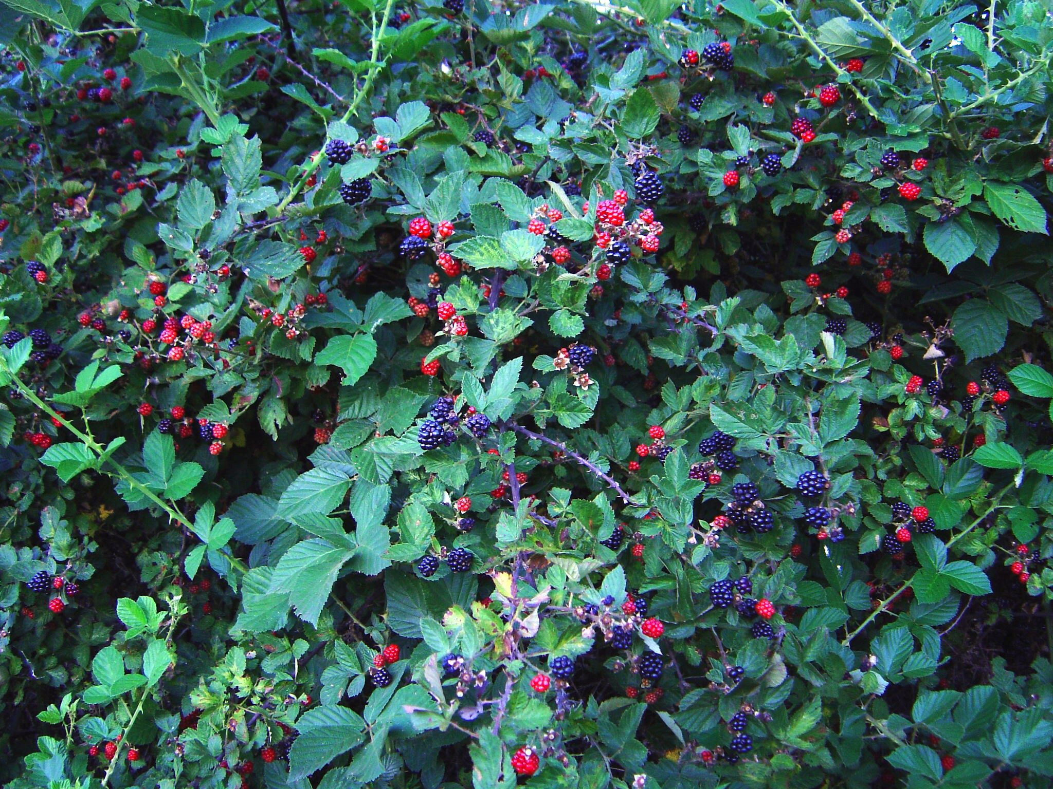 blackberries-july-12-2004_000-2.jpg